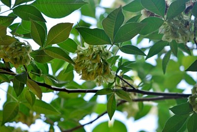 Ptelea trifoliata 'Aurea' - křídlatec trojlistý - plody